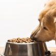 hoe lang kan hond zonder eten