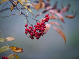 saffier haartranspalantatie