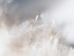 closeup photo of white leaves