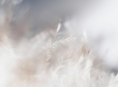 closeup photo of white leaves