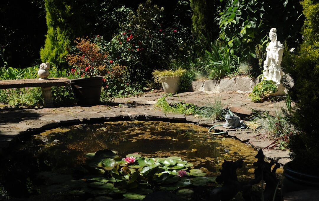 Lotus pond, pink flowers, a statue of woman Buddha, white marble Quan Yin, North Seattle, Washington, USA
