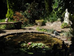 Lotus pond, pink flowers, a statue of woman Buddha, white marble Quan Yin, North Seattle, Washington, USA